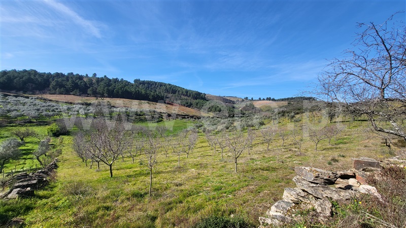 Terreno Rústico  com Agrícola Valpaços, Santa Maria de Emeres - 1378893 - 9