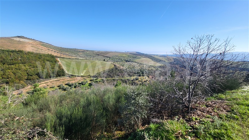 Terreno Rústico  com Agrícola Valpaços, Santa Maria de Emeres - 1378905 - 5