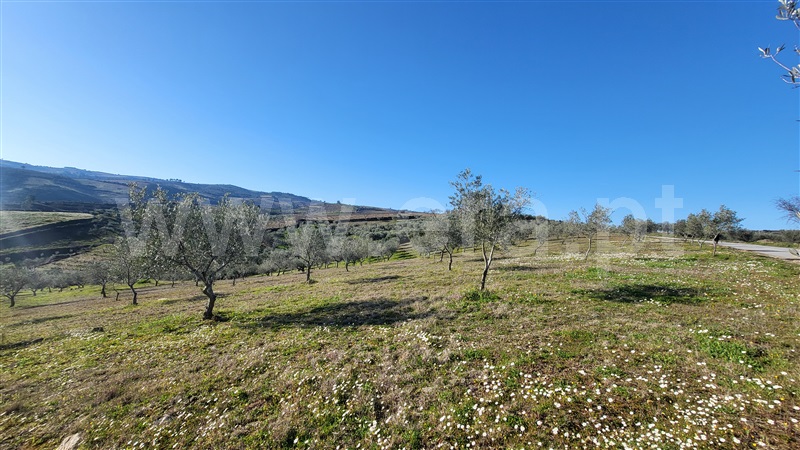 Terreno Rústico  com Agrícola Valpaços, Santa Maria de Emeres - 1382272 - 1