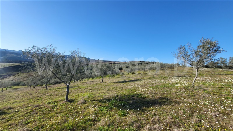 Terreno Rústico  com Agrícola Valpaços, Santa Maria de Emeres - 1382272 - 3