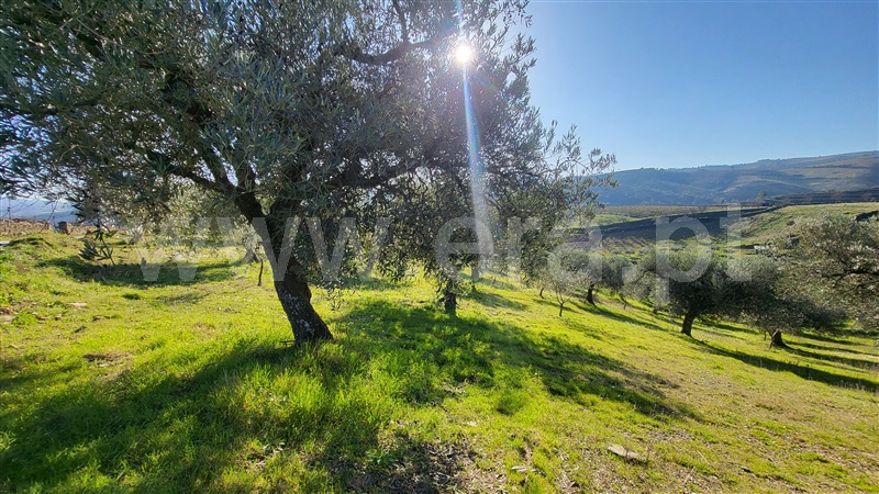 Terreno Rústico  com Agrícola Valpaços, Santa Maria de Emeres - 1382272 - 6