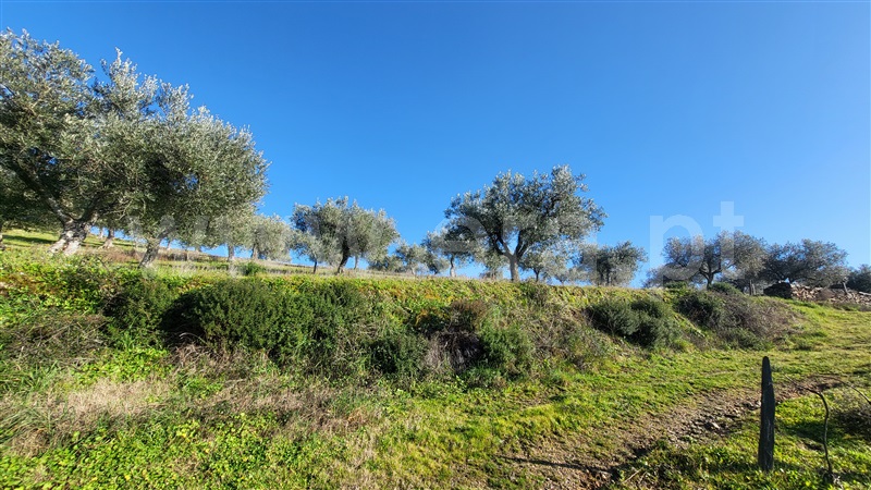 Terreno Rústico  com Agrícola Valpaços, Santa Maria de Emeres - 1382272 - 8