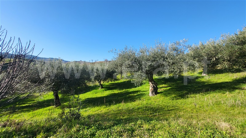 Terreno Rústico  com Agrícola Valpaços, Santa Maria de Emeres - 1382272 - 9