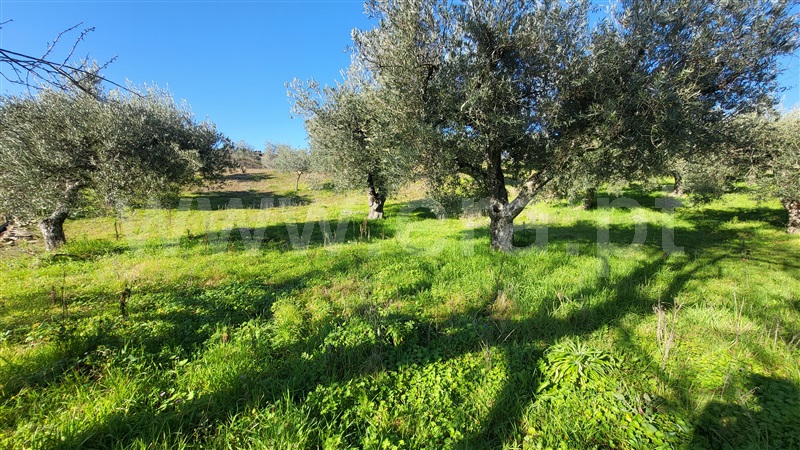 Terreno Rústico  com Agrícola Valpaços, Santa Maria de Emeres - 1382272 - 10