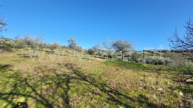 Terreno Rústico  com Agrícola Valpaços, Santa Maria de Emeres - 1382272 - 11