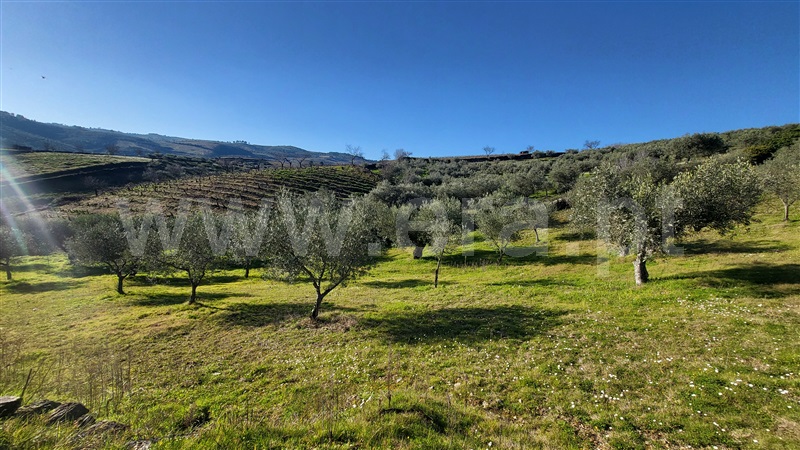 Terreno Rústico  com Agrícola Valpaços, Santa Maria de Emeres - 1382272 - 12