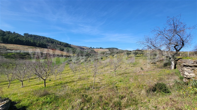 Terreno Rústico  com Agrícola Valpaços, Santa Maria de Emeres - 1382421 - 10