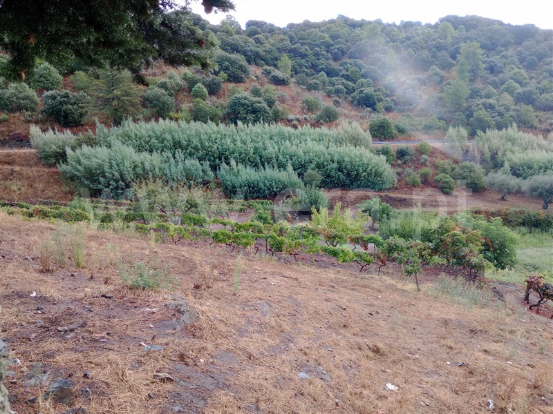 Terreno Rústico  Valpaços, Rio Torto - 1435992 - 1