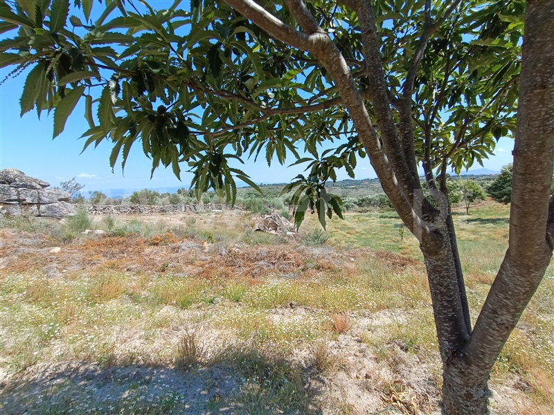 Terreno Rústico  com Agrícola Valpaços, Tinhela e Alvarelhos - 1323408 - 10