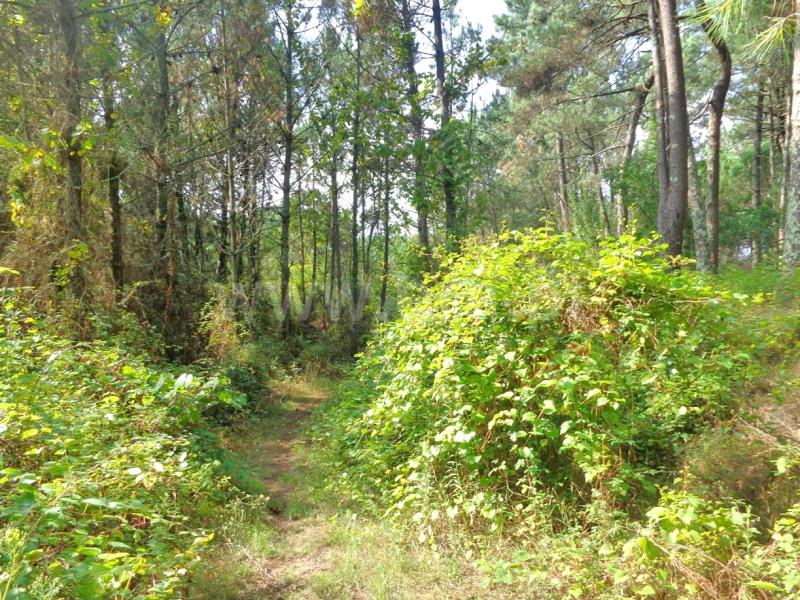 Terreno  Viana do Castelo, Chafé - 675120 - 6