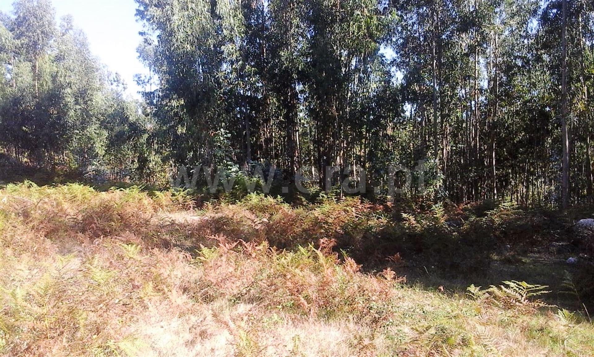 Land for sale in Vieira do Minho, Portugal — €57,000