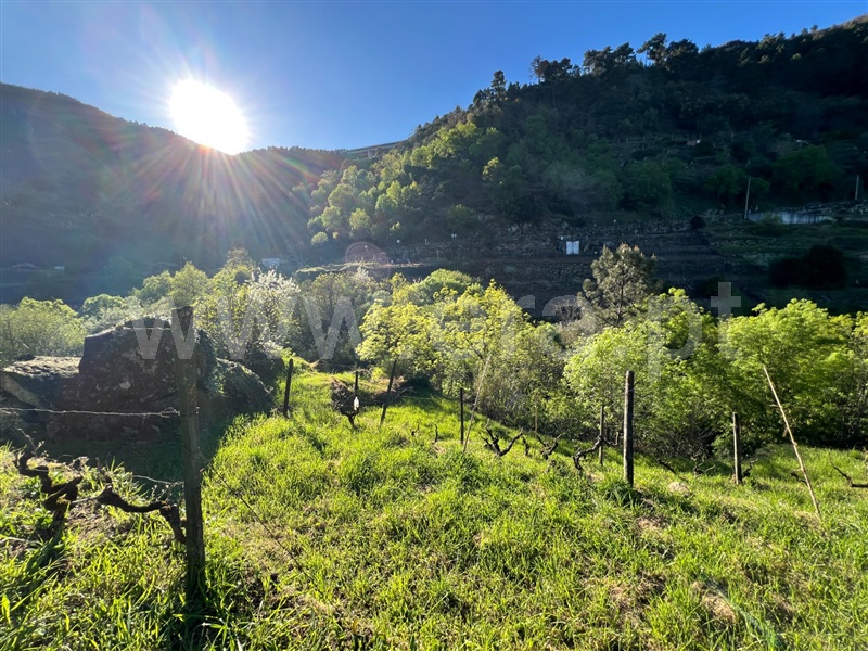 Terreno Rústico / Vila Real, Torgueda