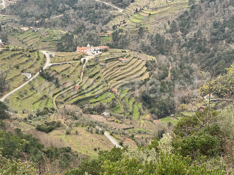Terreno Rústico / Vila Real, Torgueda