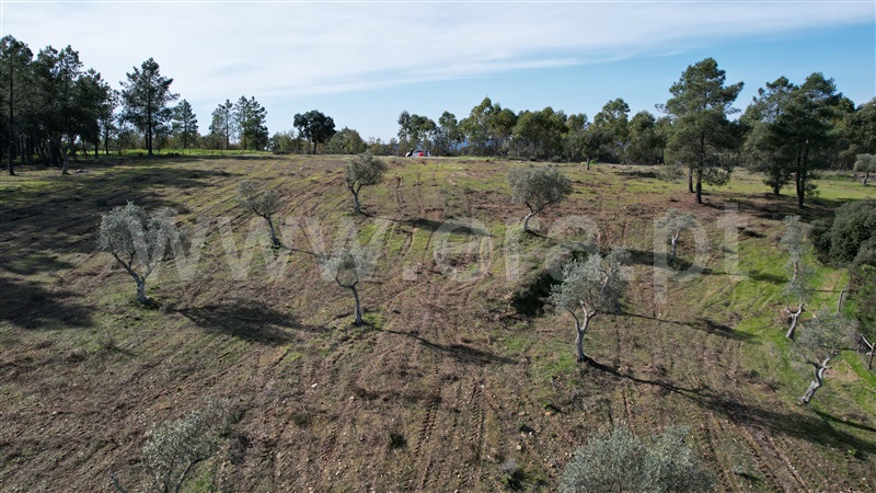 Terreno Rústico  Vila Velha de Rodão, Perais - 1456278 - 10