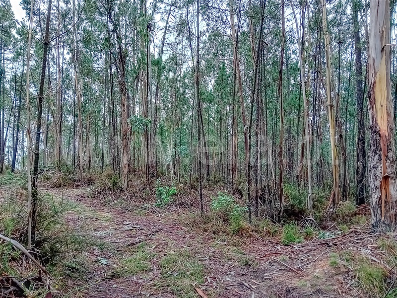 Terreno Rústico / Vila Verde, Cervães