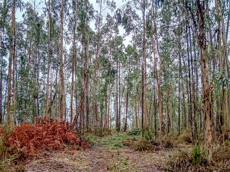 Terreno Rústico  Vila Verde, Cervães - 1439337 - 4