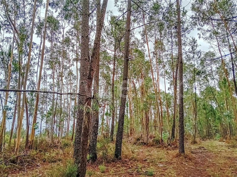 Terreno Rústico  Vila Verde, Cervães - 1439337 - 6