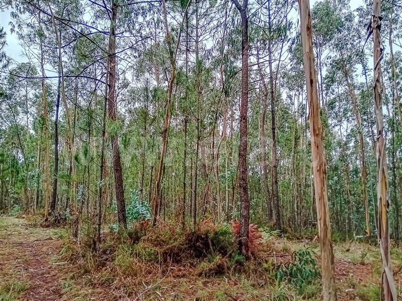 Terreno Rústico  Vila Verde, Cervães - 1439337 - 7