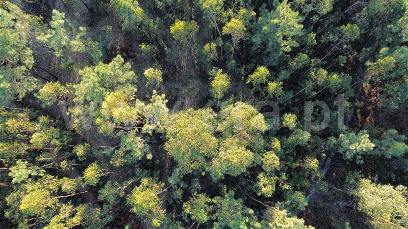 Terreno Rústico  Vila Verde, Cervães - 1439337 - 16