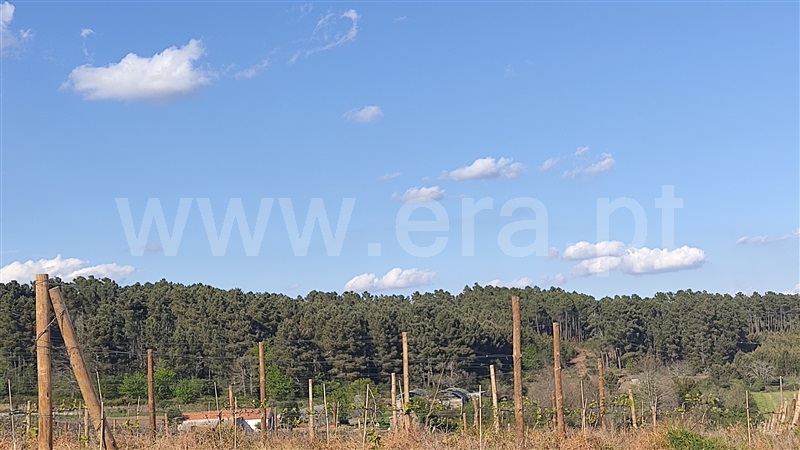 Terreno  Sabrosa, Paços - 806646 - 4
