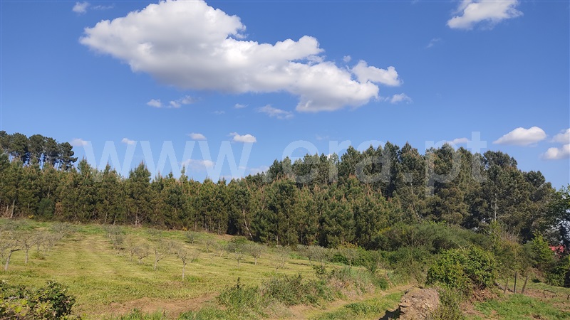 Terreno  Sabrosa, Paços - 806646 - 3