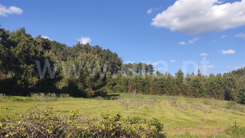 Terreno / Sabrosa, Paços