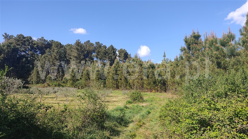 Terreno  Sabrosa, Paços - 806646 - 5