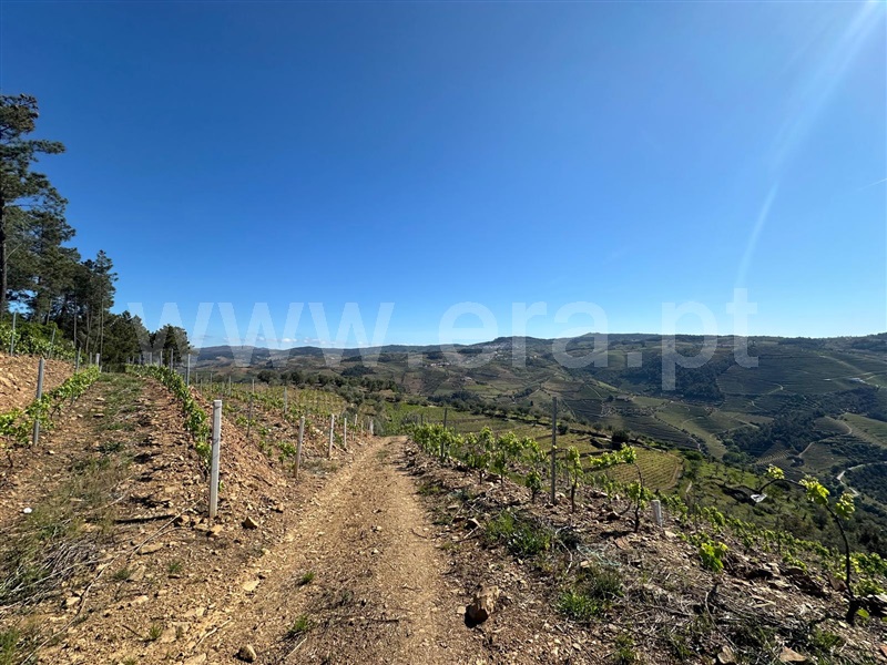 Terreno / Sabrosa, Sabrosa
