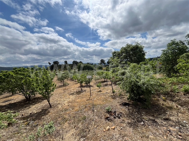 Terreno / Sabrosa, São Lourenço de Ribapinhão
