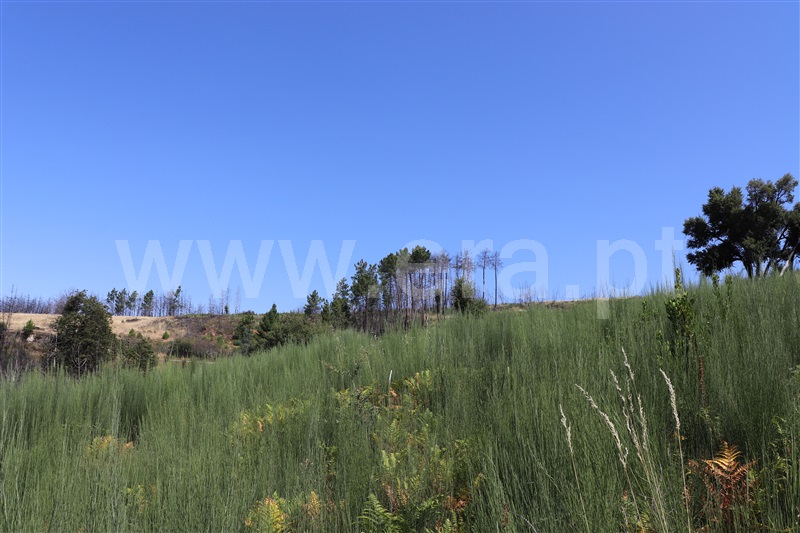 Terreno  Sabrosa, São Martinho de Antas e Paradela de Guiães - 1025917 - 11