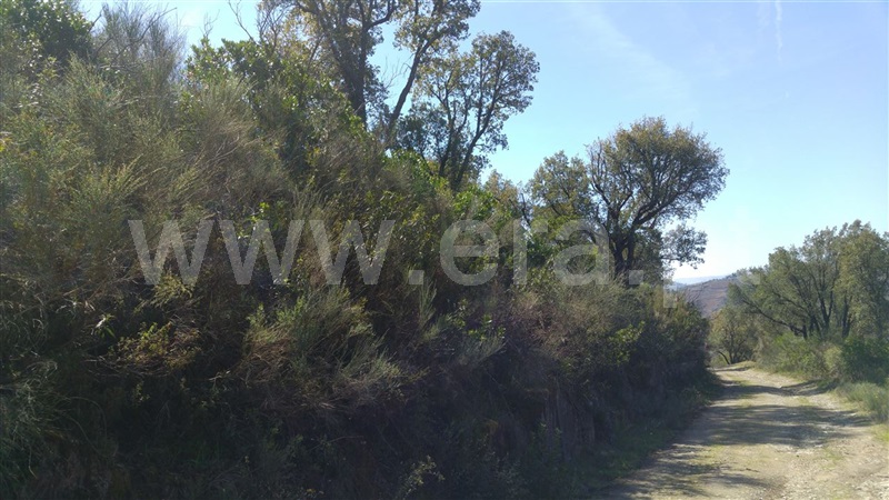 Terreno  Sabrosa, São Martinho de Antas e Paradela de Guiães - 905150 - 4