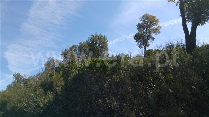 Terreno  Sabrosa, São Martinho de Antas e Paradela de Guiães - 905150 - 6