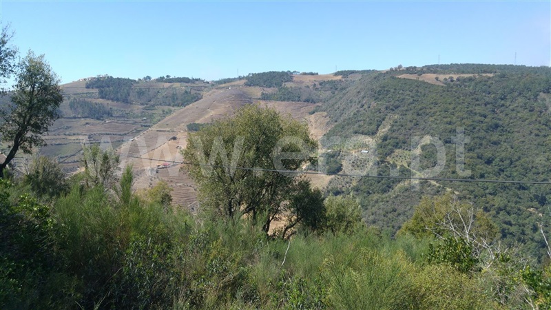 Terreno  Sabrosa, São Martinho de Antas e Paradela de Guiães - 905150 - 10