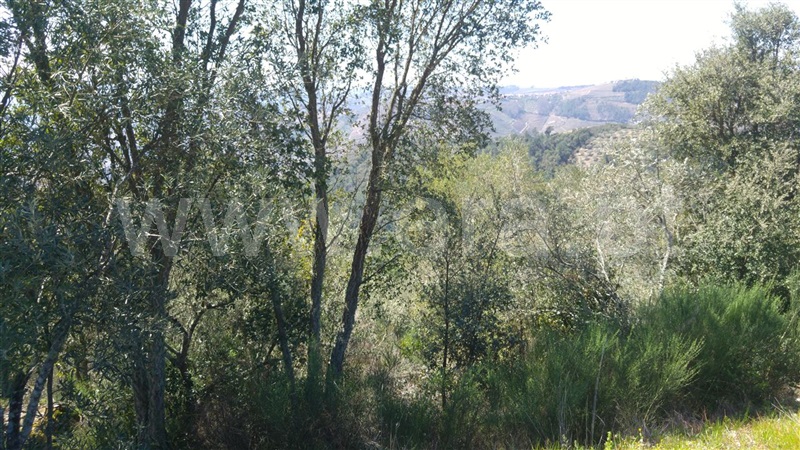 Terreno  Sabrosa, São Martinho de Antas e Paradela de Guiães - 905150 - 11