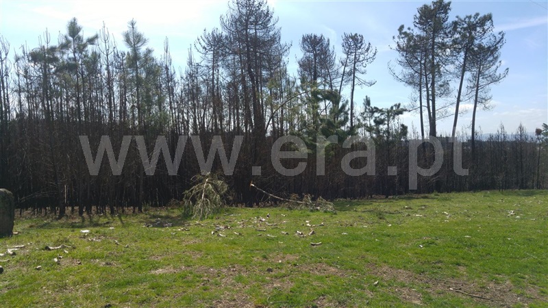 Terreno  Sabrosa, São Martinho de Antas e Paradela de Guiães - 905151 - 3