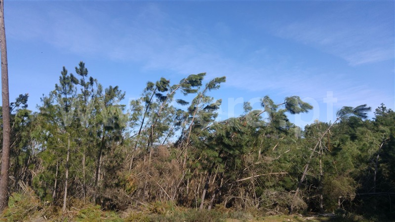 Terreno  Sabrosa, São Martinho de Antas e Paradela de Guiães - 905151 - 6