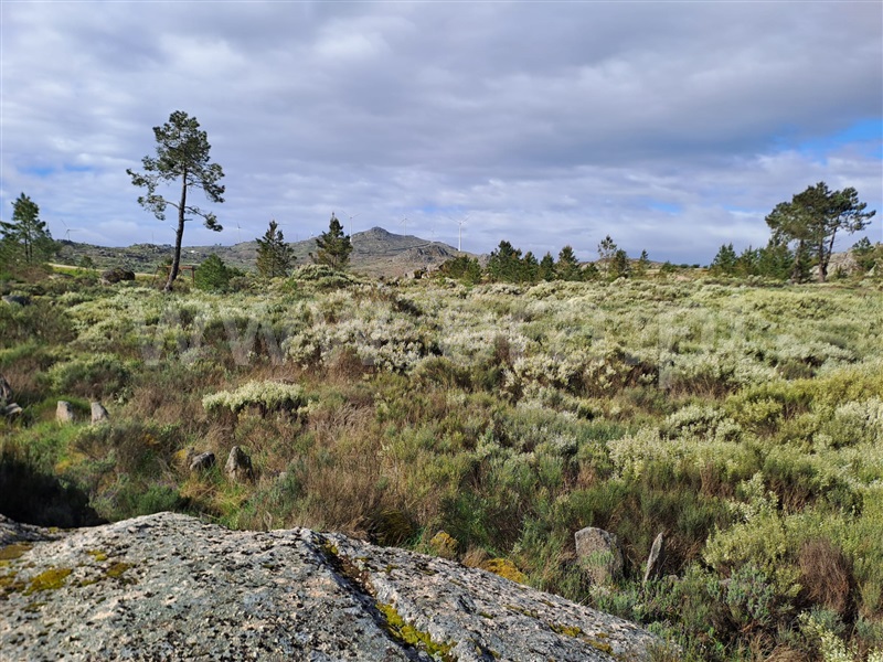 Terreno  Sabugal, Águas Belas - 1477866 - 1