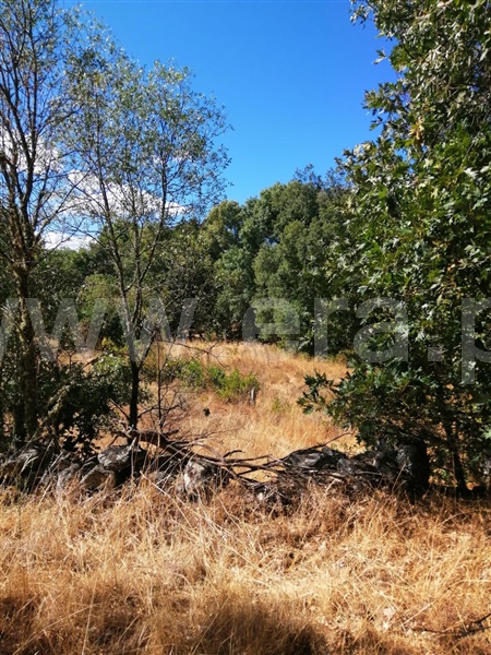 Terreno  Sabugal, Sabugal - 1272473 - 6