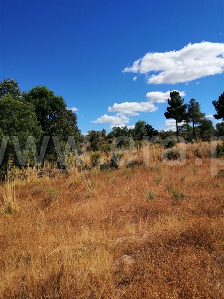 Terreno  Sabugal, Sabugal - 1272473 - 9