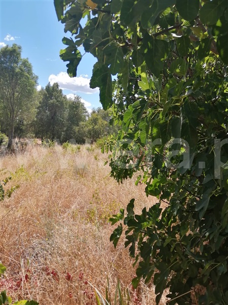 Terreno  Sabugal, Sabugal - 1272473 - 16
