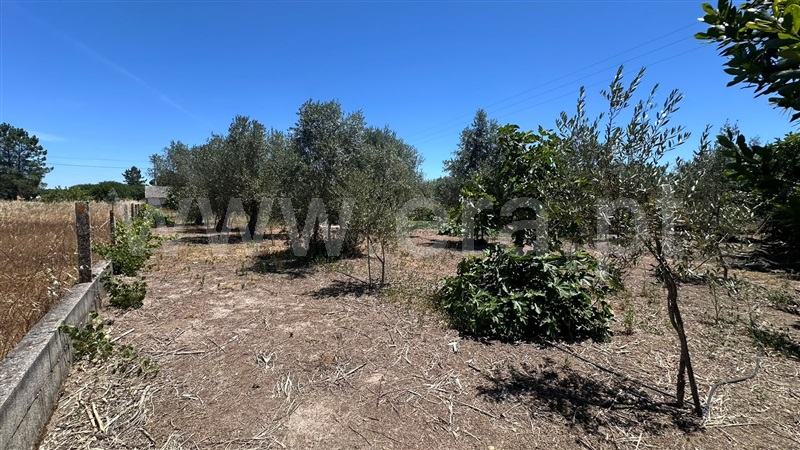 Terreno / Salvaterra de Magos, Glória do Ribatejo e Granho