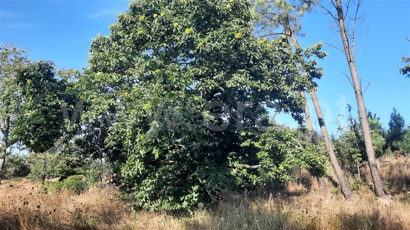 Terreno  Santa Comba Dão, Treixedo e Nagozela - 1428026 - 2
