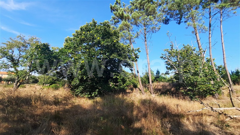 Terreno  Santa Comba Dão, Treixedo e Nagozela - 1428026 - 19