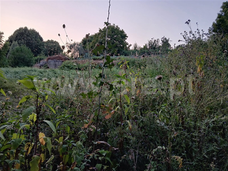 Terreno / Santa Comba Dão, Treixedo e Nagozela