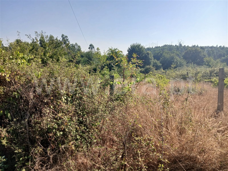 Terreno / Santa Comba Dão, Treixedo e Nagozela