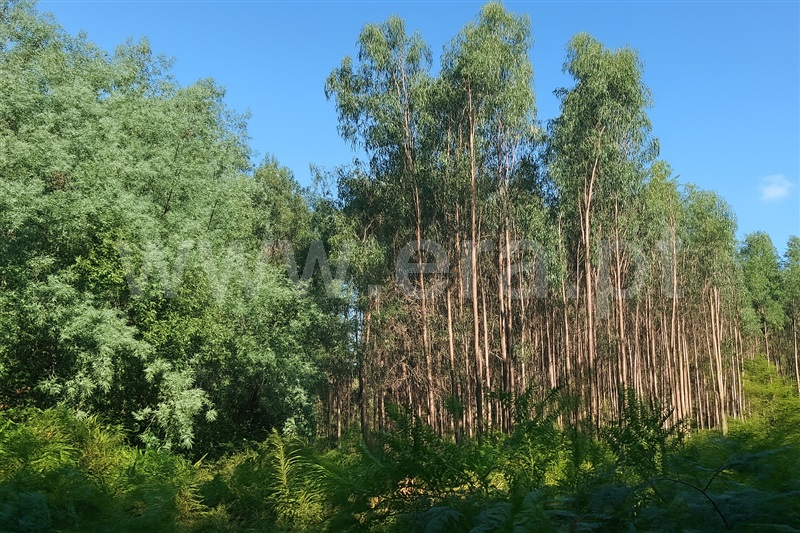 Terreno / Santa Comba Dão, Treixedo e Nagozela