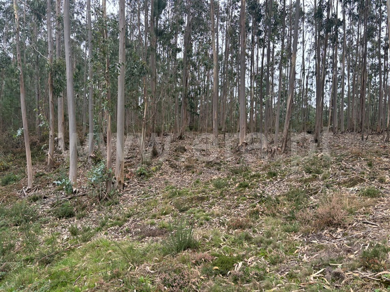 Terreno  Santa Maria da Feira, Romariz - 1448777 - 3