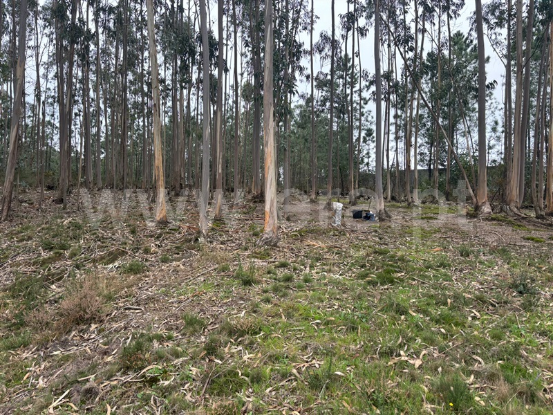Terreno  Santa Maria da Feira, Romariz - 1448777 - 5