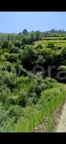 Terreno  com Agrícola Santa Marta de Penaguião, Cumieira - 1208779 - 2