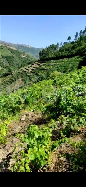 Terreno  com Agrícola Santa Marta de Penaguião, Cumieira - 1208779 - 3